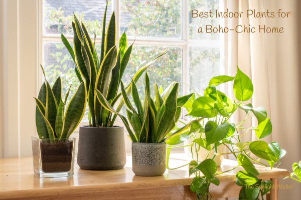 Best Indoor Plants for a Boho-Chic Home